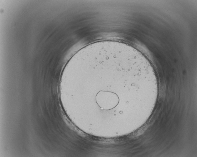 X0000083621338200703121618