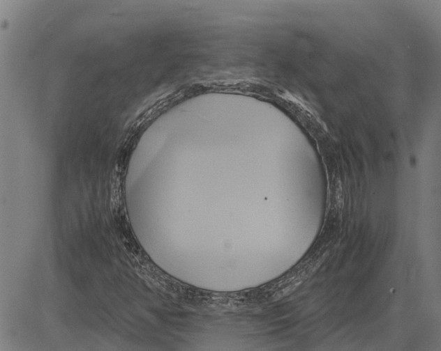 X0000083621350200703121618