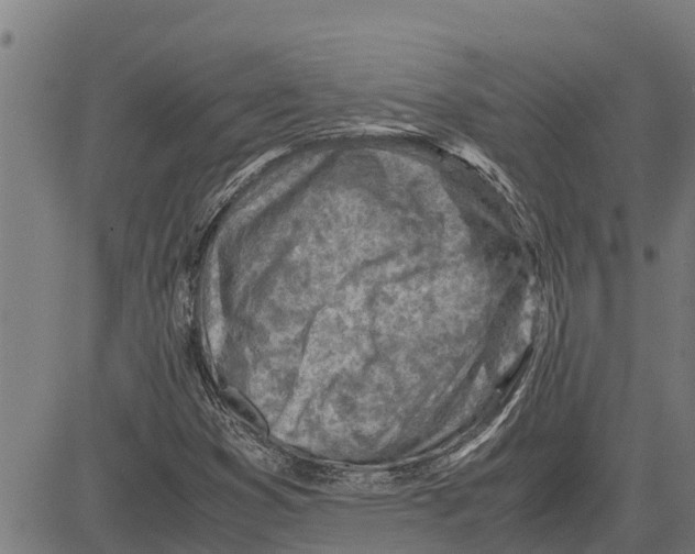 X0000083621353200703121618