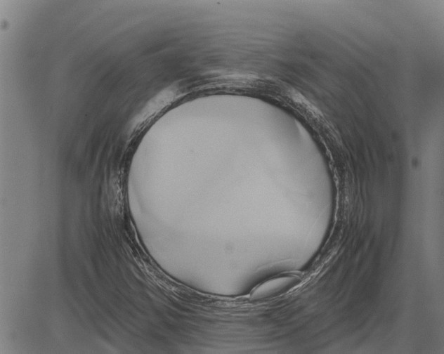 X0000083621354200703121617