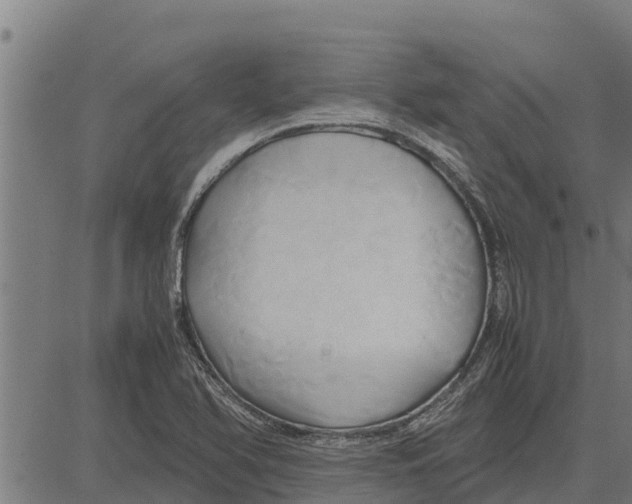 X0000083621366200703121617