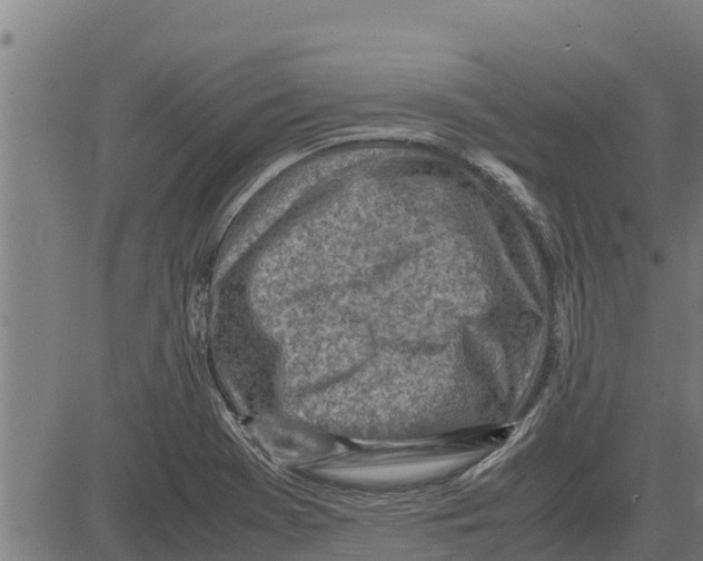 X0000083621369200703121617