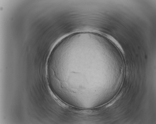 X0000083621388200703121617