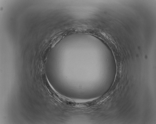 X0000083621445200703121616