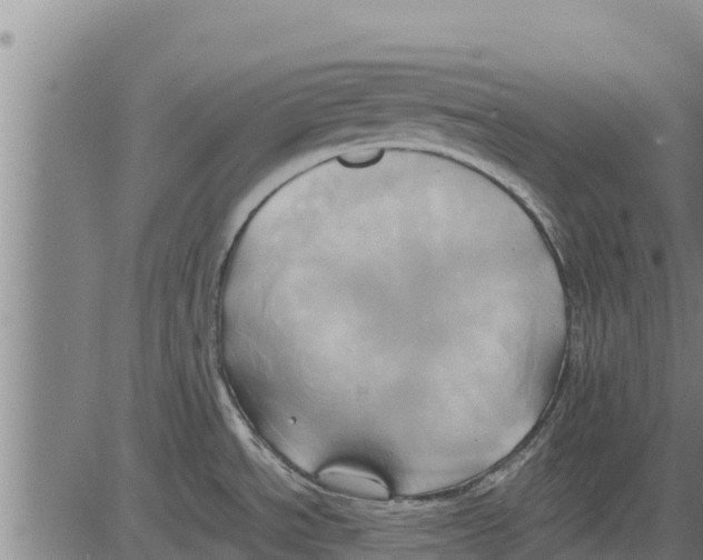 X0000083621534200703121615