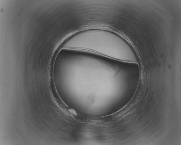 X0000083630438200702120730