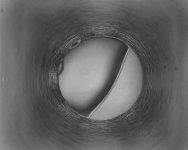 X0000083631155200702120719
