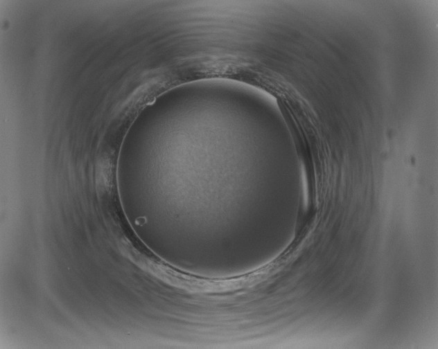 X0000083630035200702121217
