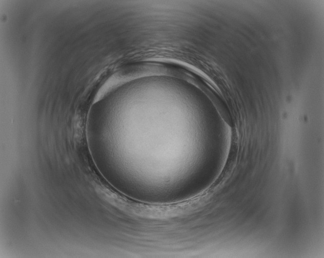 X0000083630037200702121217