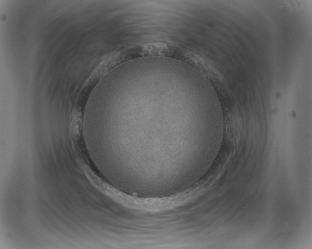 X0000083630038200702121217