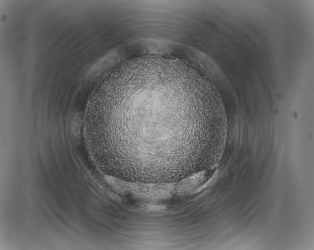 X0000083630078200702121216
