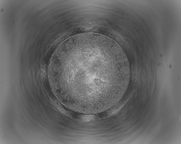 X0000083630085200702121216