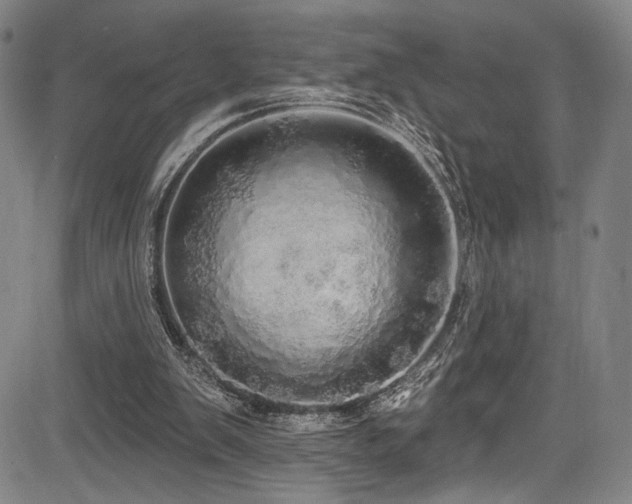 X0000083630103200702121215