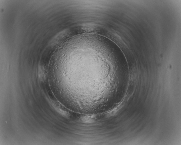X0000083630136200702121215