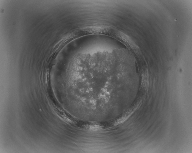 X0000083630165200702121214