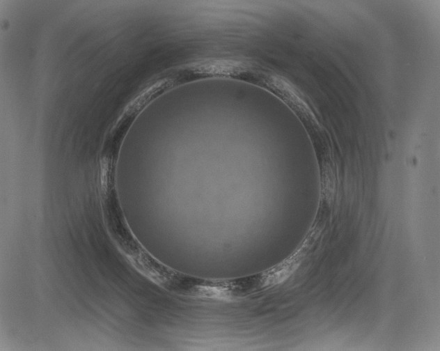 X0000083630167200702121214