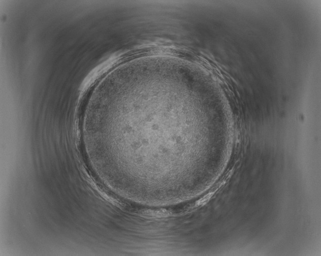 X0000083630245200702121213