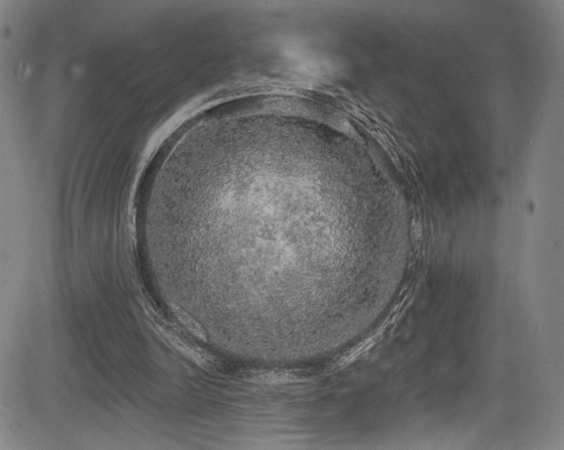 X0000083630246200702121213