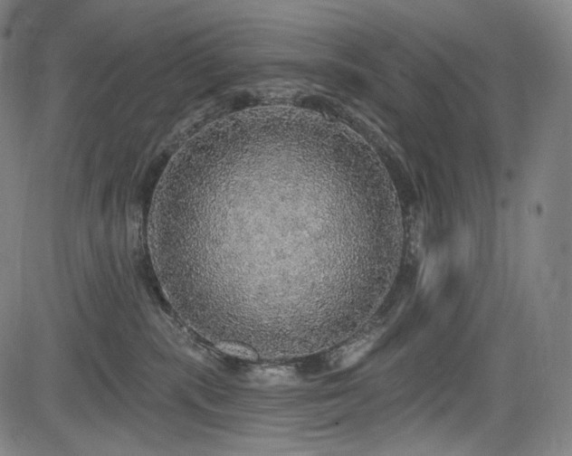 X0000083630283200702121213