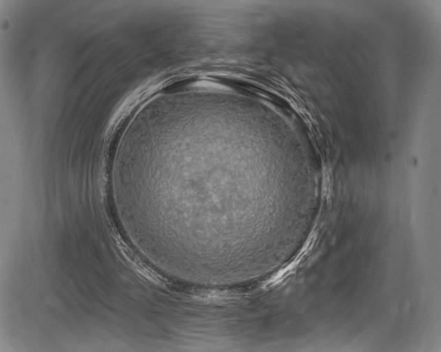 X0000083630293200702121212