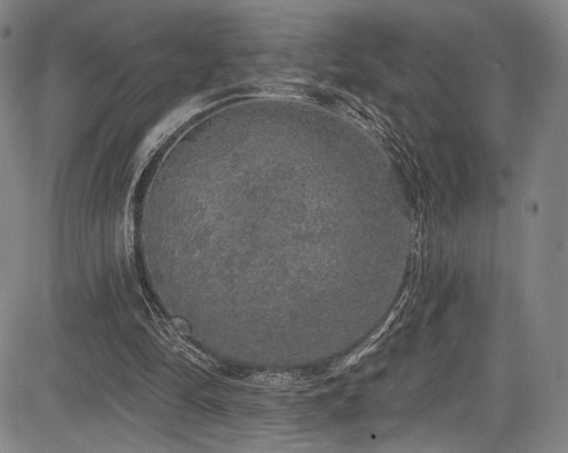 X0000083630294200702121212