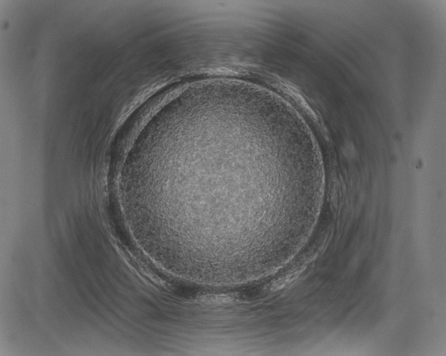 X0000083630299200702121212