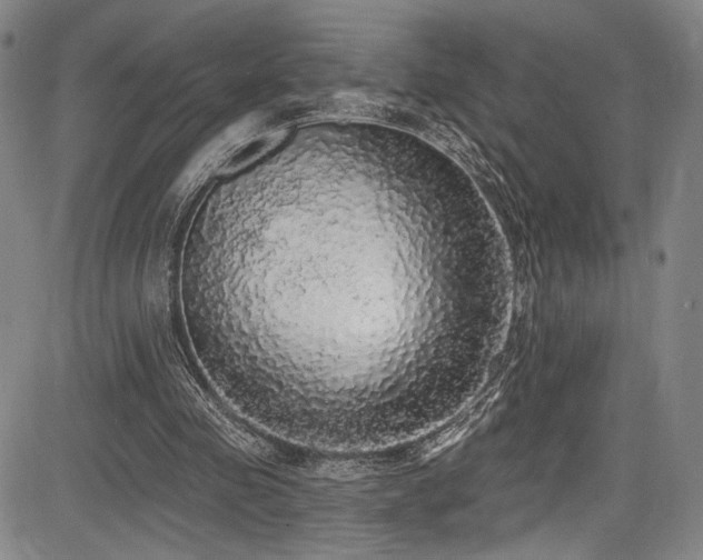 X0000083630341200702121211