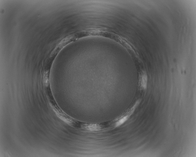 X0000083630383200702121212