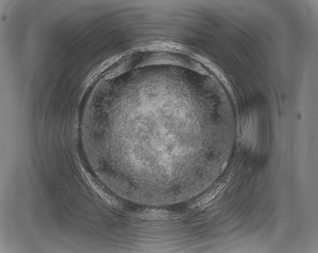 X0000083630437200702121209
