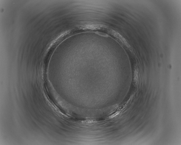 X0000083630444200702121209