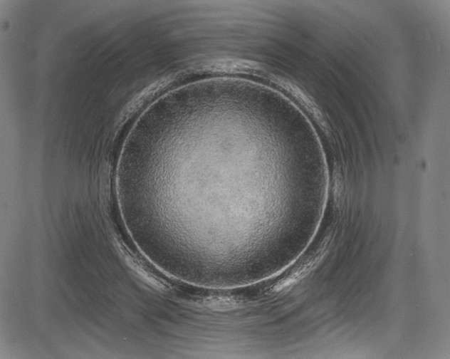 X0000083630445200702121209