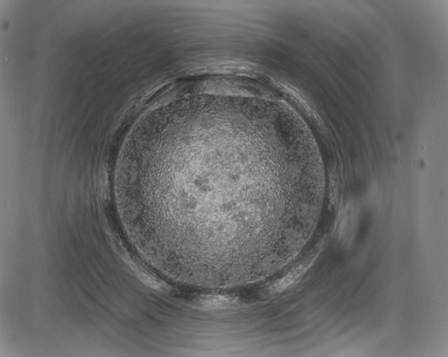 X0000083630453200702121210