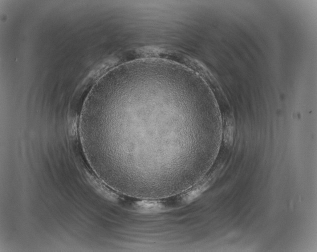 X0000083630477200702121210
