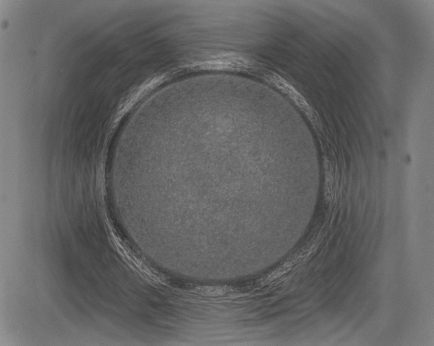 X0000083630482200702121209