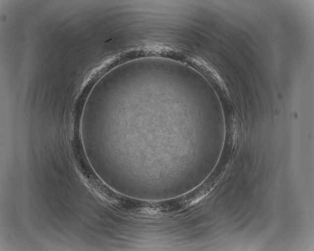 X0000083630496200702121209