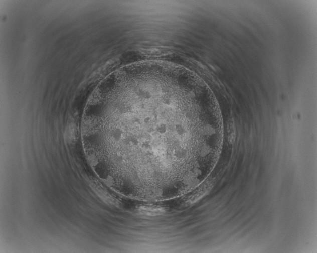 X0000083630515200702121209