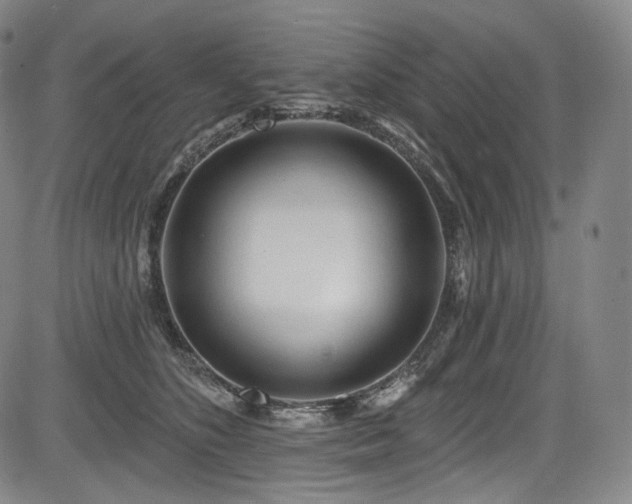 X0000083630516200702121209