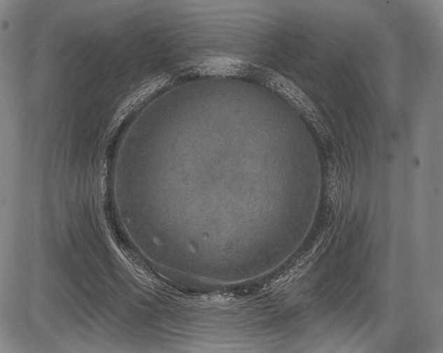 X0000083630586200702121207