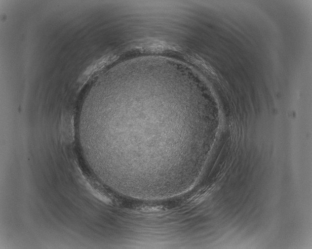 X0000083630638200702121206