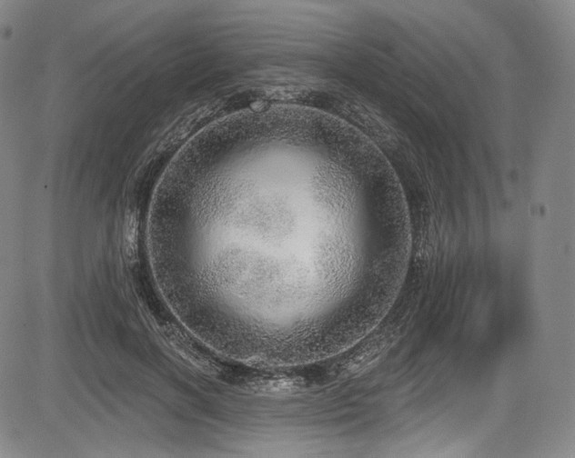 X0000083630646200702121206