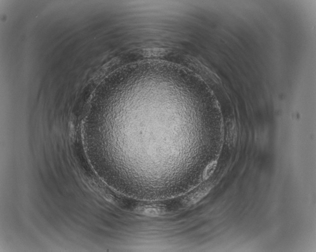 X0000083630655200702121207