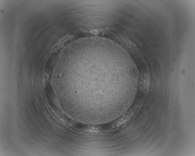 X0000083630656200702121207