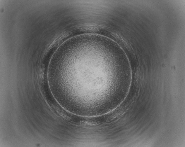 X0000083630739200702121205