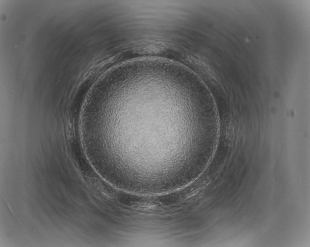 X0000083630743200702121205