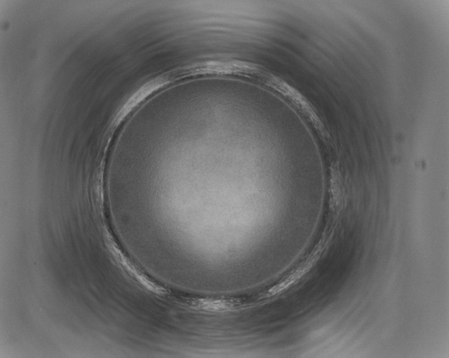 X0000083630794200702121204