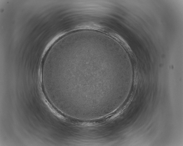 X0000083630796200702121204