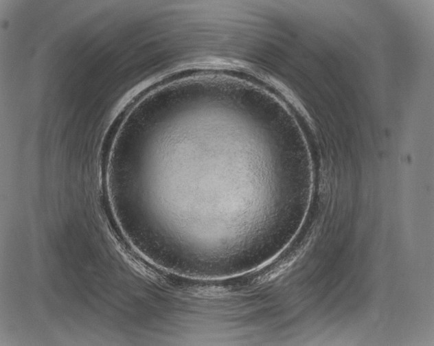 X0000083630837200702121203