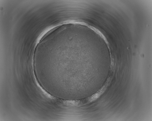 X0000083630855200702121204
