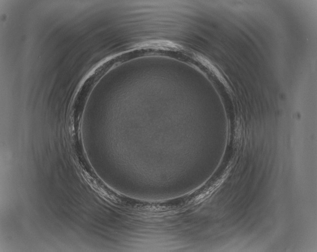 X0000083630923200702121202