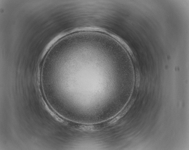 X0000083631006200702121201
